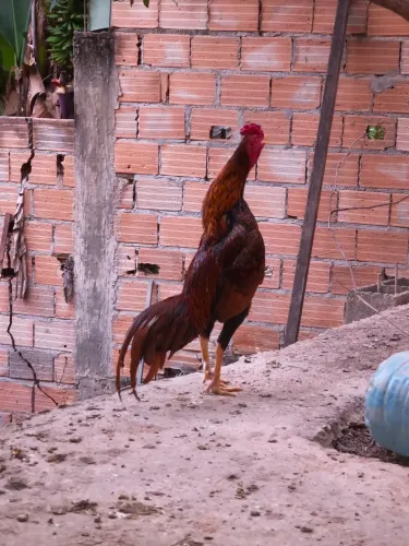 Galo índio top de linha pra sair rápido