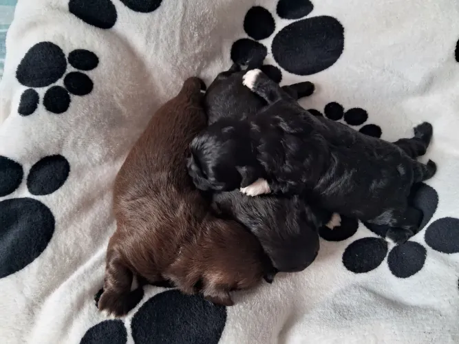 Shih tzu alta genética para reserva
