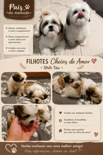 Vendo filhote de Shih Tzu