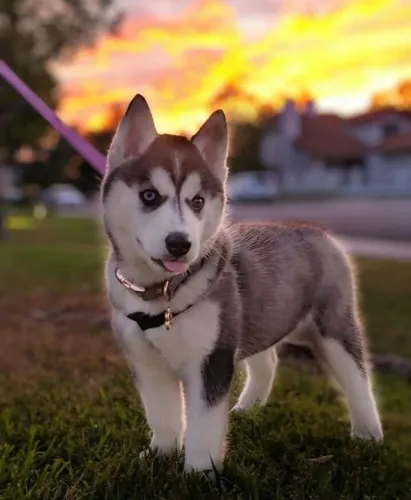 Husky siberiano Seu novo amigo começa aqui