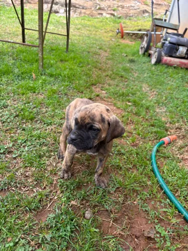 filhote macho de fila brasileiro 