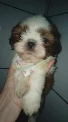 Filhote shih tzu, Os mais encantadores estão prontos para um novo lar!