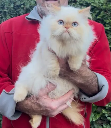 A mais linda gatinha persa . Com pedigree