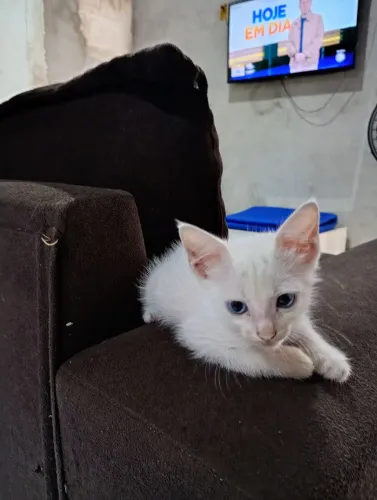 Doação de animais 