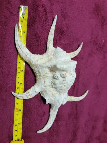 Concha Harpago chiragra Gigante ! 25 cm 