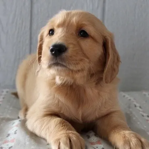 Filhotes de Golden Retriever | Filhotes super amorosos!