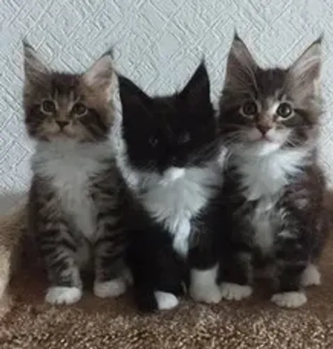 Maine Coon Fêmeas