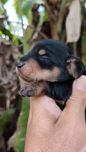 Dachshund Pelo Longo