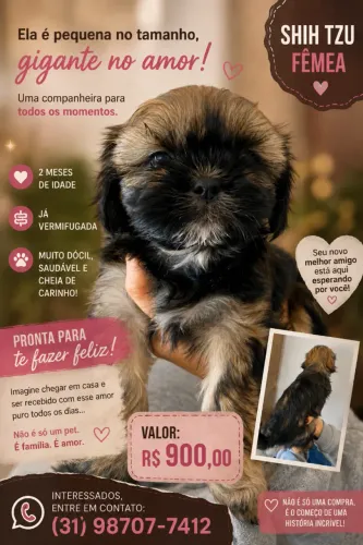 Filhotes de Shih Tzu Fêmeas - Muito amor esperando por um novo lar!