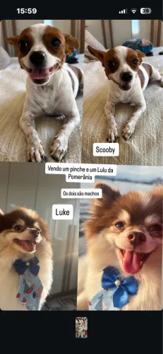 Cachorro 