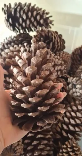 Pinha natural natalina!