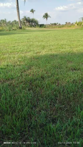 Grama esmeralda para o seu jardim!