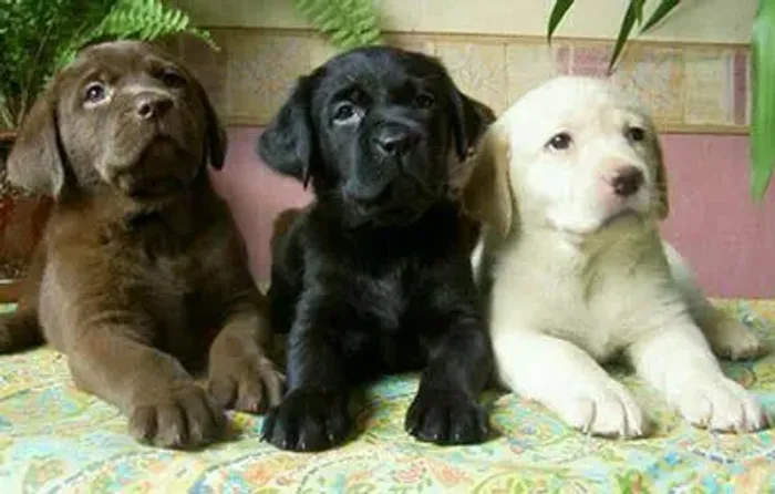 Filhotes de Labrador lindos