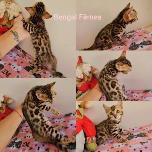 Bengal Gatil Bsb Cats