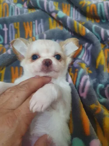 Chihuahua Bicolor Macho - Aquele Cãozinho que Você Procura!