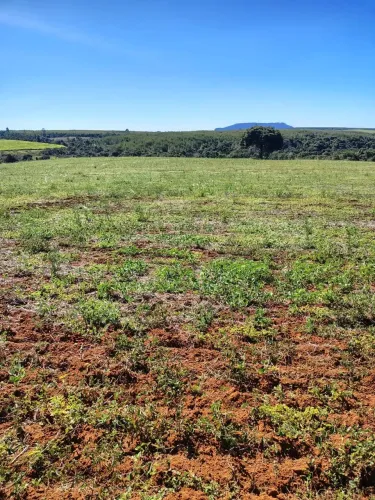 Altitude 1000 metros ,ótima para café ,abacate