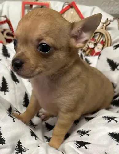 Chihuahua - raça pequena -- pelo curto 
