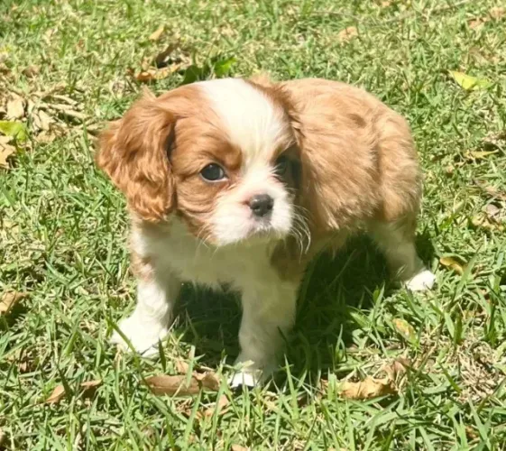 Cavalier King Charles Spaniel ao seu alcance