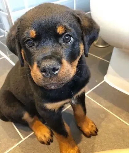 Filhote Rottweiler, Uma Vida Cheia de Amor Começa Com Um Filhote!
