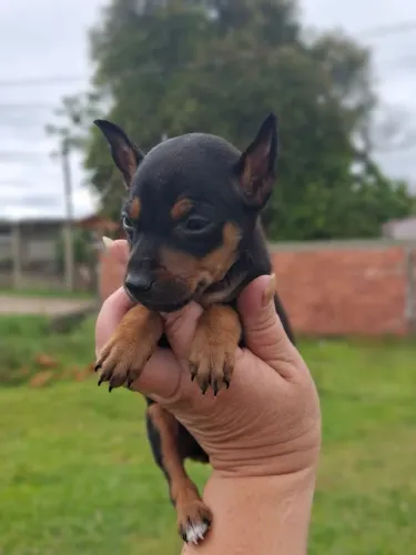 Pinscher grande companheiro
