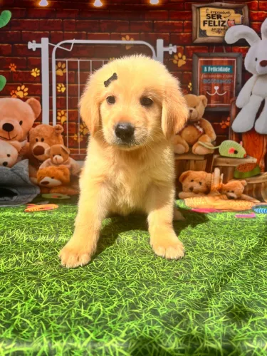 Golden retriever machinho pedigree opcional