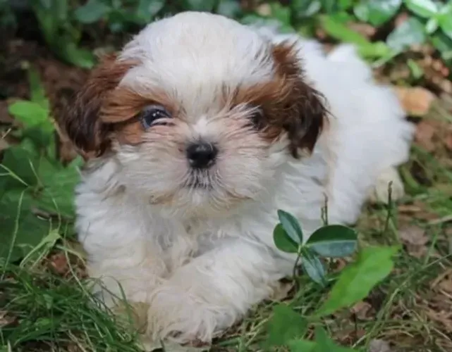 Shih-Tzu Macho Mini - Filhote Carinhoso e Saudável