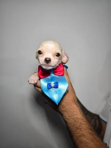 Chihuahua que conquista corações