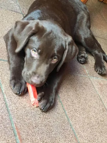 Labrador creme e chocolate