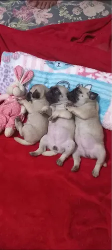Pug abricot Nabucos linhagem 