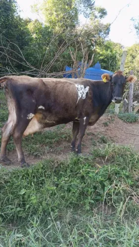 Vaca