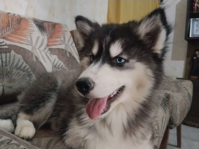 Fêmea husky siberiano filhote