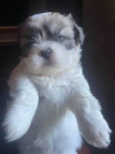 Shitzu 