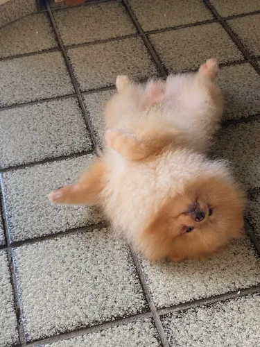 Cachorro