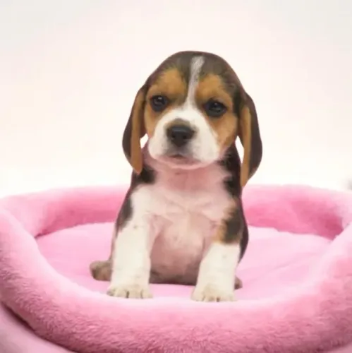 Beagle Mini Filhotes Tricolores Muito Dóceis.