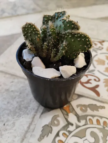 Suculenta coleção Opuntia Tuna F. Cristata