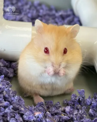 Filhote hamster