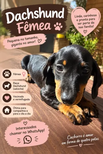 DACHSHUND FÊMEA À VENDA
