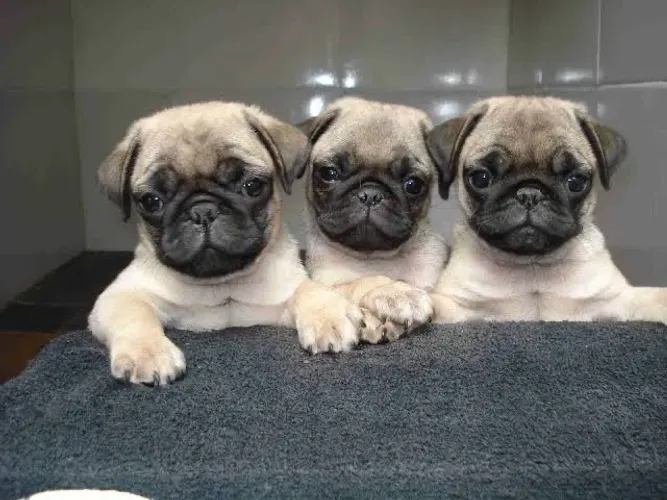 Pug 12x no Cartão