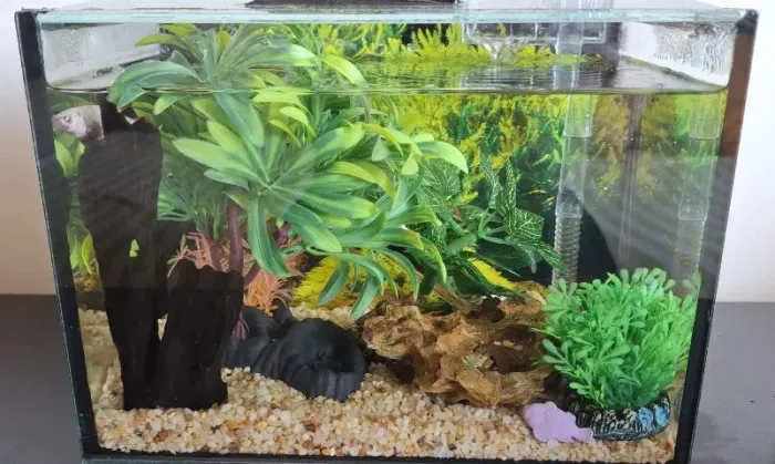 Vendo Aquário 7 litros, decorado, com filtro e termostato!