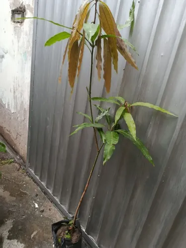 Mudas de manga palmer com 3 anos ,cacau, parreira, jamelao, pitomba jabuticabeira, cup