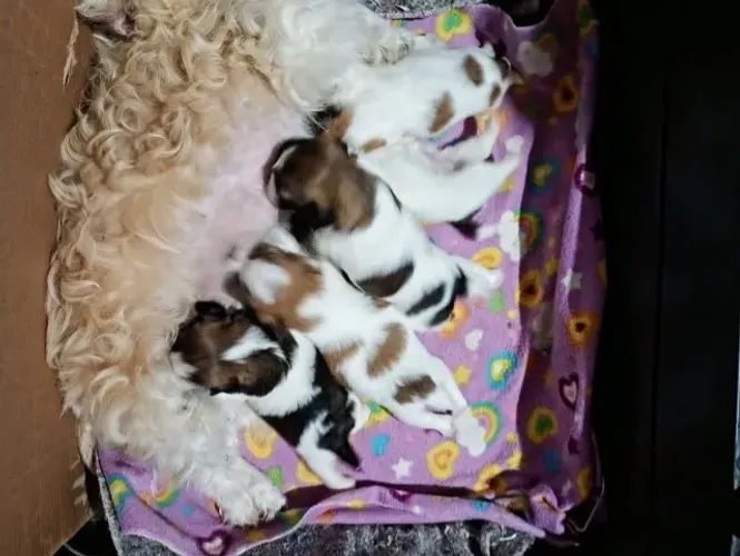 Filhote de shih tzu