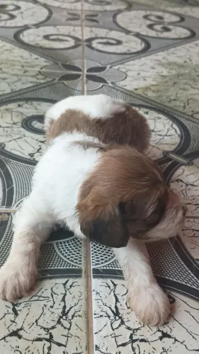 Cachorrinho poodle macho apenas esse