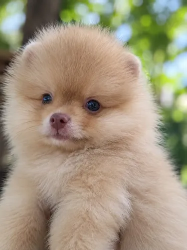 Spitz alemão macho