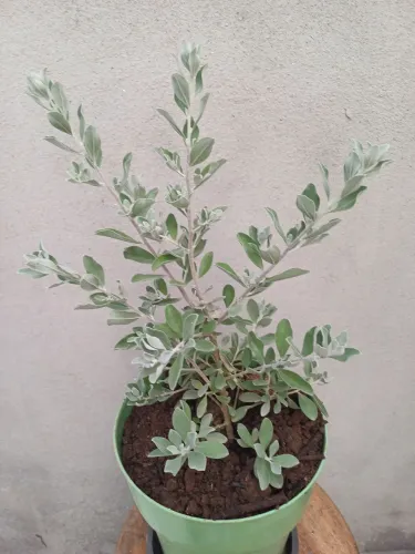 planta chuva de prata