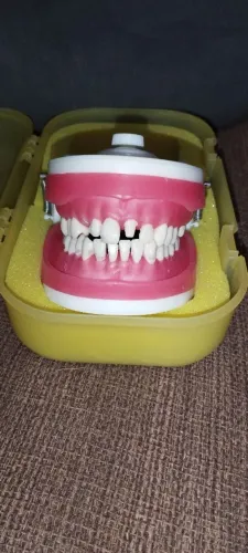 Manequim Odontológico Pronew 