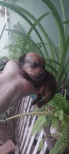 Filhote de pinscher machinho número um