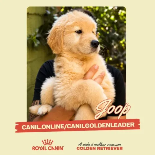 Filhote Joop, Golden Retriever com pedigree - Ribeirão Preto