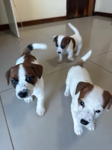 Filhotes de Jack Russell Terrier : Companheiros Leais Esperam por Você!