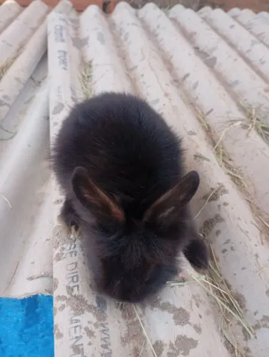 vendo filhotes de coelhos 