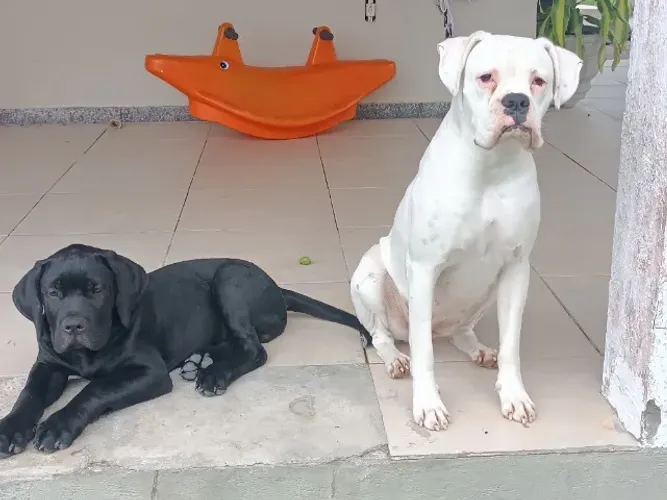 Boxer macho para cruzar